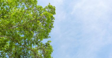 Temiz hava ve yemyeşil ağaç yaprakları.