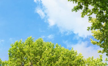 Ağaç ve gökyüzü manzarası. Güzel mavi gökyüzü, ağaç tepeleri ve yemyeşil yapraklar. Doğanın güzelliği, temiz hava..