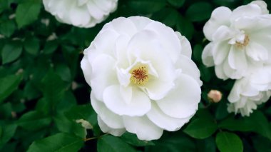 Yeşil yaprakların arasında açan beyaz güller. Çiçek arkaplan resmi.