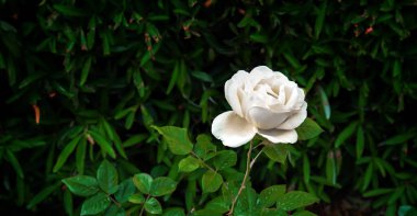 Bahçedeki koyu yeşil yaprakların arasında açan beyaz gül..