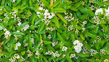 Yeşil yaprakların arasında açan küçük beyaz çiçekler..