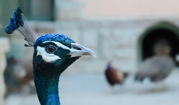 stock image Close-up portrait of beautiful peacock head. Selective focus include.