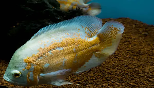 Stock image Close-up fish swimming in the aquarium. Colorful tropical fish swim.