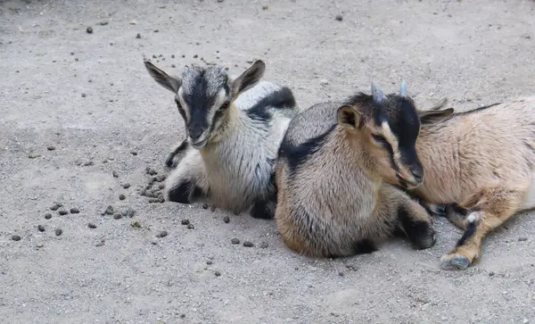 stock image Little baby mountain goats lying on the ground