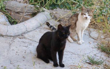 Koyu siyah ve gri renkli iki kedi caddeye bakıyor..