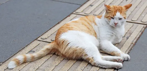 stock image One of Istanbul's famous street cats lies sleepy on the sidewalk.