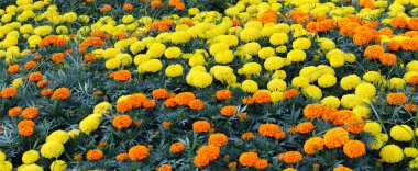 Çiçek arkaplan resmi. Sarı ve turuncu Meksika kadife çiçeği - Tagetes Erecta. 