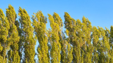 Güçlü rüzgarlar tarafından bükülmüş uzun yeşil ağaçlar