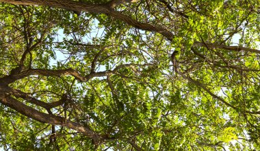 Ağaç dalları ve gökyüzünü kaplayan yapraklar. Ormandaki yeşil yapraklı ağaçların dipten görünüşü. 
