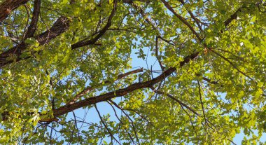 Ağaç dalları ve mavi gökyüzünü kaplayan yeşil yapraklar. Ormandaki ağacın dipten görünüşü. 