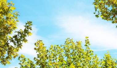 Ormandaki parlak yeşil yapraklı ağaç dallarının ve güzel mavi gökyüzünün alt manzarası.