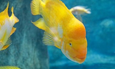 Cichlasoma citronellum. Büyük sarı tropikal balıklar akvaryumda yüzer..