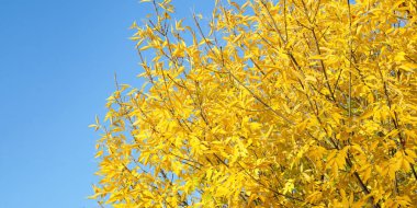 Sarı yaprakları ve mavi gökyüzü olan ağaç dalları. Sonbahar manzarası