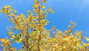 Sonbahar sezonu. Sarı yapraklı ağaç dalları ve mavi gökyüzü. 