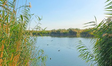 Sazlıkların arasından göl manzarası ve suyun üzerinde yüzen kuşlar..