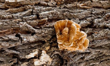 Ağaç gövdesinde yetişen yabani mantar