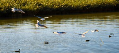 Sazlıkların ve sulak alanların üzerinde uçan martılar ve suda yüzen kuşlar..
