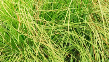 Bahar mevsiminde yeşil, uzun, vahşi çimlerin yakın görüntüsü