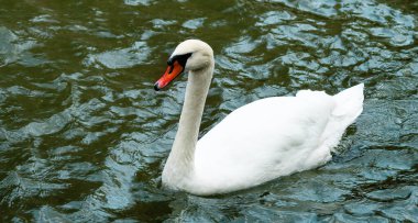 Gölde yüzen beyaz bir kuğunun yakın çekimi.