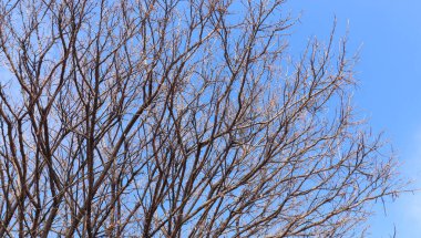 Yapraksız ince ve kuru ağaç dalları ve mavi gökyüzü arkaplanı