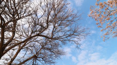 Ormanda birbirine dolanmış yapraksız dalları olan kalın ağaç gövdesinin dipteki görüntüsü. Kış mevsimi manzarası.