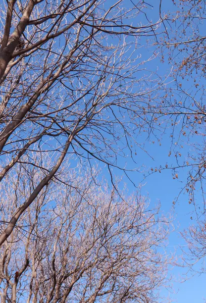 Ormanda kuru ve yapraksız ağaç dalları ve bulutsuz mavi gökyüzü.