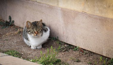 Güzel, gri ve beyaz renkli evsiz kedi sokakta oturuyor, gözleri açık ve etrafa bakıyor.