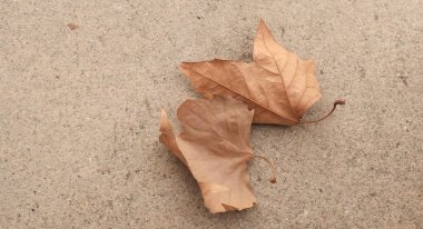 Kahverengi kuru ağaç yapraklarının üst manzarası yere düştü. Kuraklık konsepti fotoğrafı.