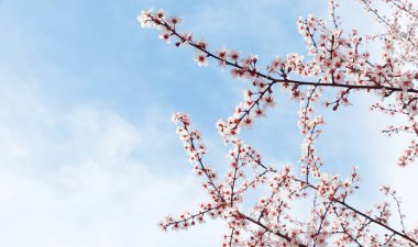 Bahar çiçekleri. Mavi gökyüzü arka planında beyaz ağaç dalları.