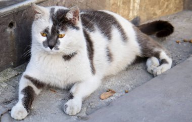 Yakından sevimli bir kedi. Tombul ve tembel kedi oturup izliyor.