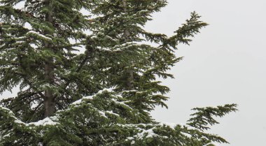 Gri kasvetli gökyüzü, kış mevsimi, ormanda bir ağaç. Yeşil yapraklı bir çam ağacının dallarında kar birikiyor..