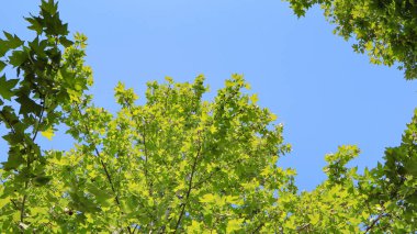 Açık mavi gökyüzü ve yemyeşil yapraklı ağaç dalları. Ormandaki yeşil yaprağın alçak açısı.
