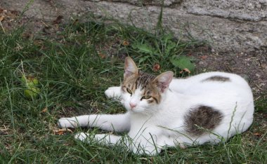 Bahçedeki yeşil çimlerin üzerinde yatan sevimli beyaz kedi..