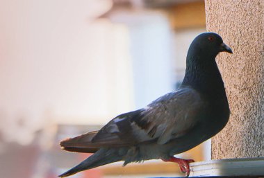 Gün batımında pencerenin önüne tünemiş vahşi güvercin.