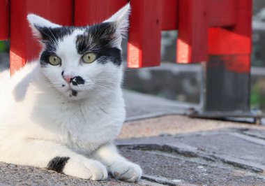 Tatlı siyah beyaz kedi duvarda oturuyor ve şaşırmış bir ifadeyle bakıyor..