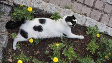 Bahçedeki çiçeklerin arasında yatan sevimli kedi manzarası.