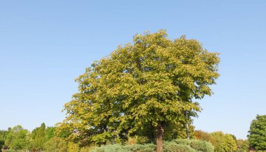 Sıcak bir yaz gününde halka açık bir parkta yemyeşil yaprakları olan büyük bir ağaç manzarası..