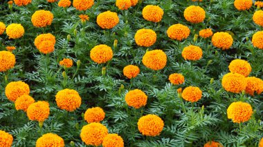 Turuncu renkli kadife çiçekleri ve yeşil yapraklar. Çiçek tarlası fotoğrafı.