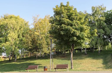 Kamu parkında yeşil yapraklı büyük bir ağacın yanındaki boş banklar.