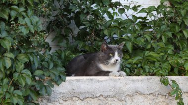 Güzel, şirin, gri kedi sokakta duvarda yatıyor, etrafa bakıyor..