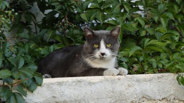 Çekici ve güzel kedi yeşil yaprakların arasında duvarda oturuyor, etrafa bakıyor ve poz veriyor. Kedi portresi fotoğrafı.