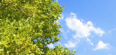 Ormanda yemyeşil ağaç dalları ve güzel mavi gökyüzü. Sakin ve huzurlu doğa manzarası