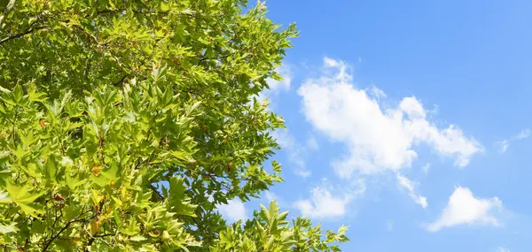 Ormanda yemyeşil ağaç dalları ve güzel mavi gökyüzü. Sakin ve huzurlu doğa manzarası