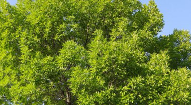 Taze yeşil yapraklı ağaç dalları. Karbon nötr konsept arka plan fotoğrafı.