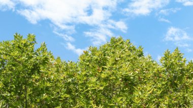 Karbon ağ-sıfır, yemyeşil ağaç yaprakları ve güzel açık mavi bir gökyüzü. Karbon nötr konsept arka plan fotoğrafı..