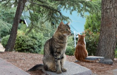 Hindi sokak kedileri. Bir tekir kedi ön planda otururken, turuncu kedi arka planda oturur..