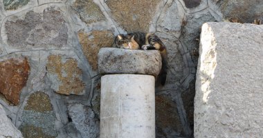 Türkiye 'de tarihi bir sütunda tatlı sokak kedisi kestiriyor.