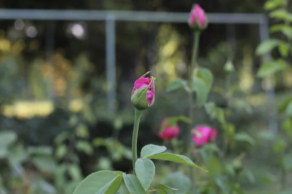 背景上的玫瑰花在玫瑰花园里模糊的粉红色玫瑰花 大自然 是的高质量的照片 — 图库照片
