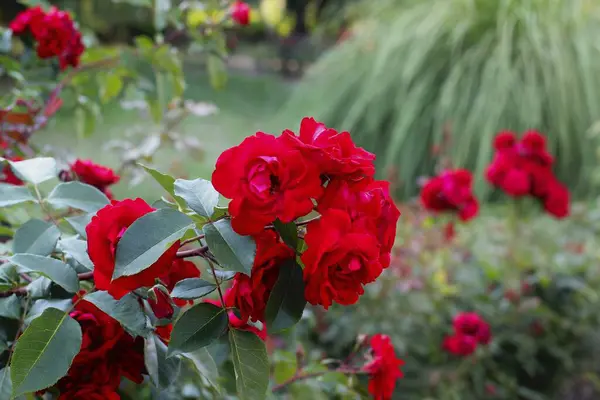 红玫瑰花 高质量的照片 — 图库照片
