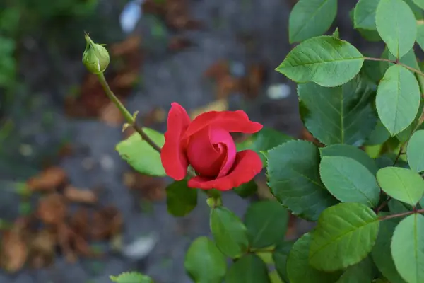 美丽的红玫瑰在花园里 高质量的照片 — 图库照片